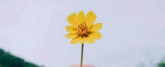 公告｜華而登官網上線始動！